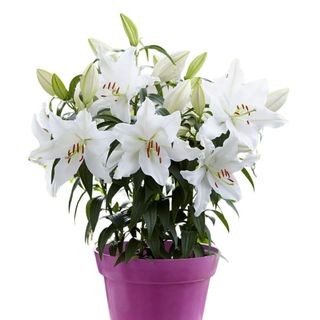 Van Zyverden Patio White Romance Lilies 