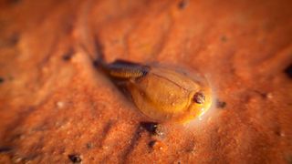 Triops australiensis in muddy water following rain in Australia