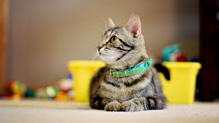 Tabby cat wearing green collar sitting on carpet looking to their left