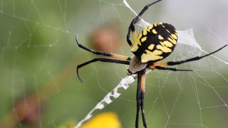 A joro spider in its web