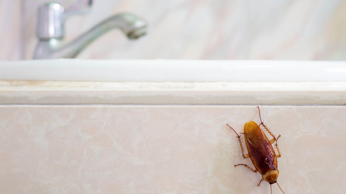 Cockroach on side of bathtub