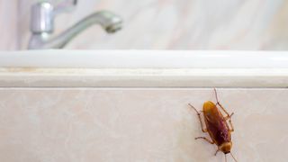 Cockroach on side of bathtub