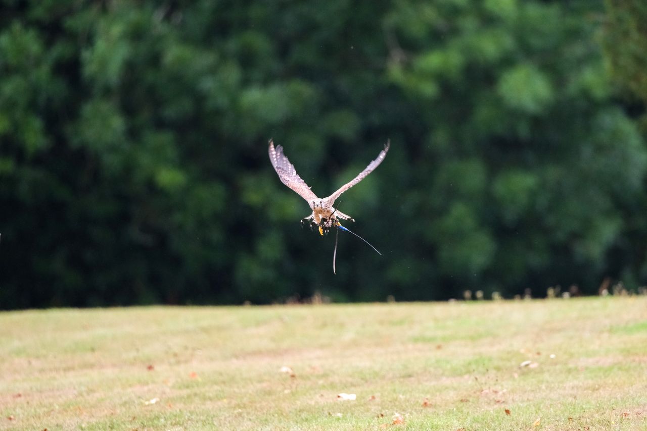 Bird of prey -kestrel in flight