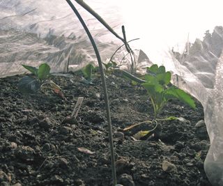 Spring cabbages protected by netting