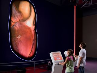 New 13-foot tall human heart exhibit lets you see and hear your own heartbeat like never before
