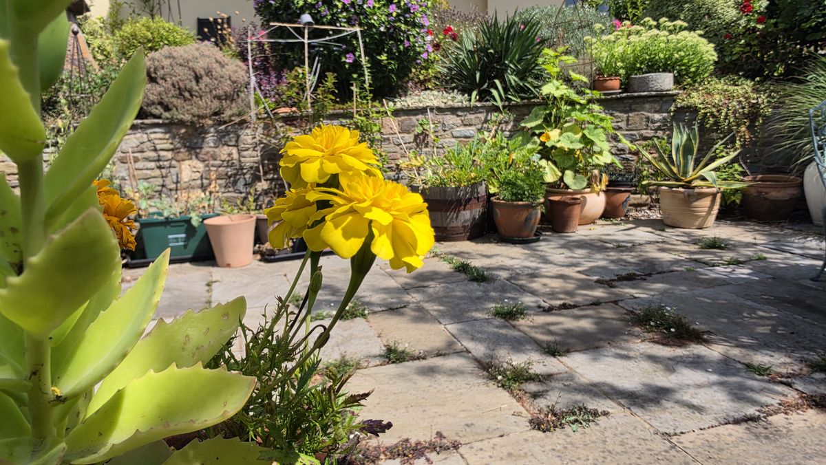 A camera sample taken on the Samsung Galaxy Z Fold 8, showing some yellow flowers.