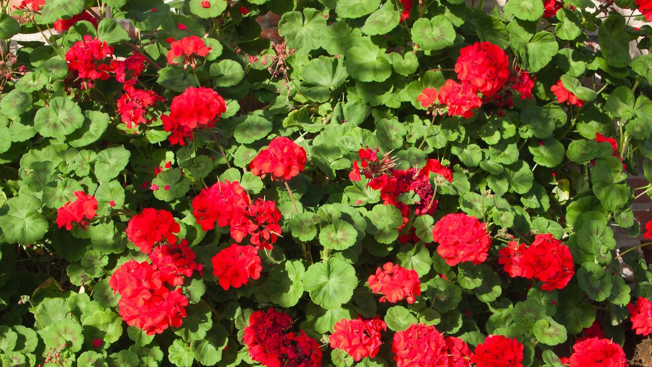 Large bed of ref-flowering geraniums