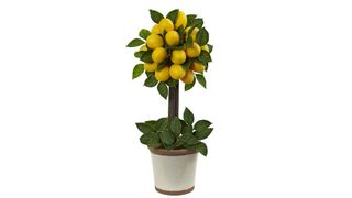 best lemon tree