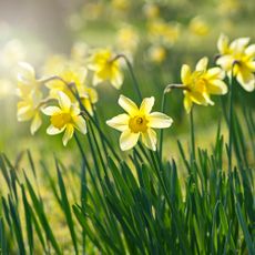yellow daffodils in spring sunshine garden