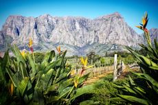 South African white blends