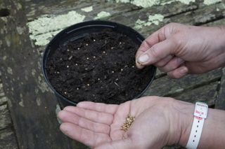 how to grow cilantro: cilantro grows well in pots