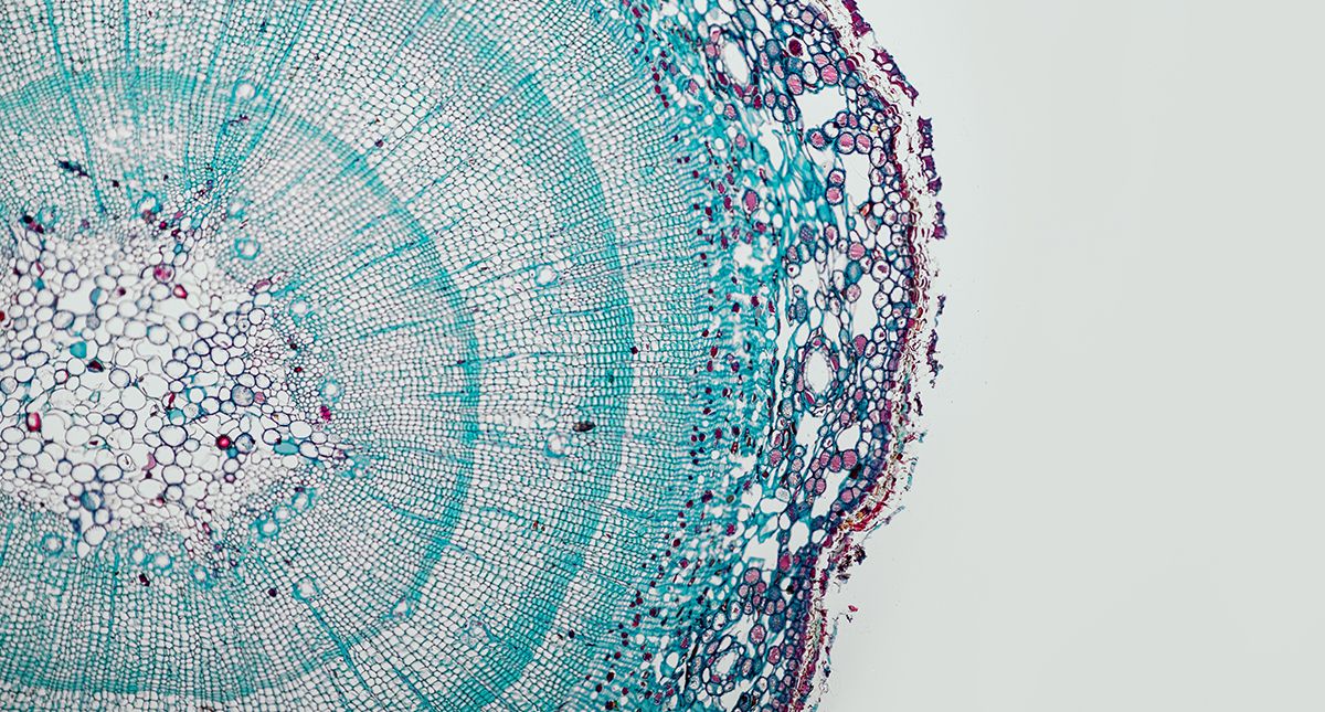 'Every living thing on Earth runs on the same programming language': How AI foundation models trained on DNA could transform plant biology