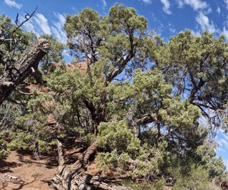 Juniper tree seen in an arid landscape