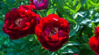 Herbaceous Peonies 'Buckeye Belle' in flower