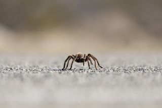 desert tarantula