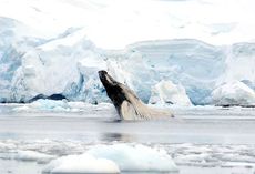 whales, humpback whales, tagging, antarctica, climate change, global warming, sea ice, krill, Duke University