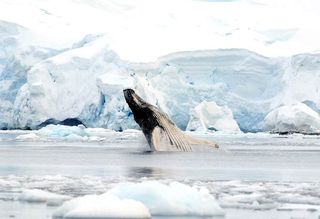 whales, humpback whales, tagging, antarctica, climate change, global warming, sea ice, krill, Duke University