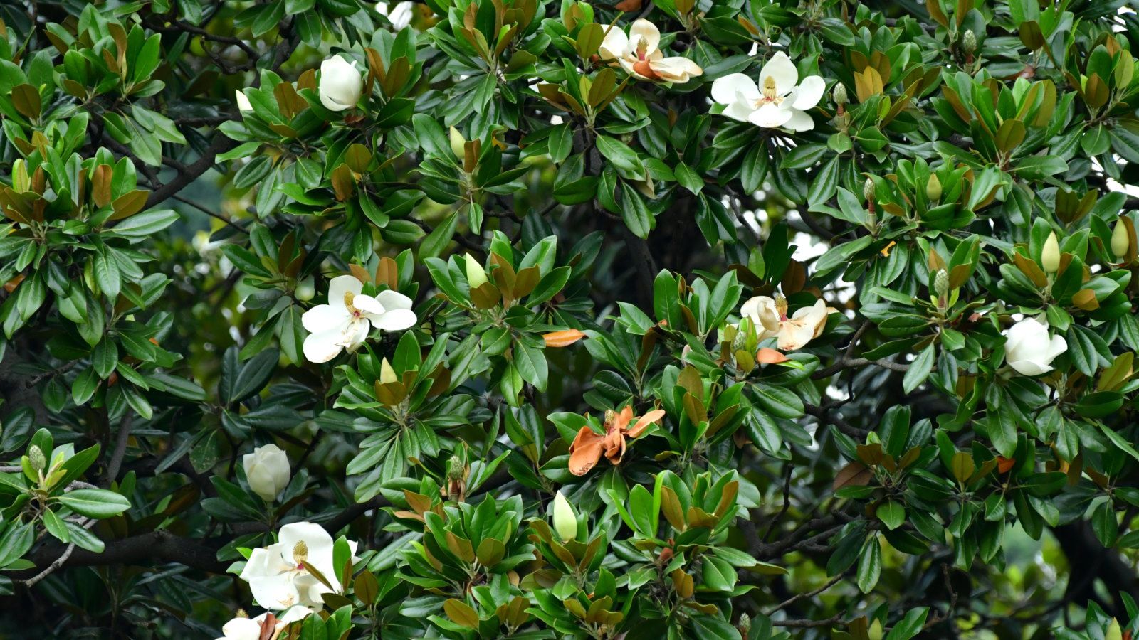 Green leaves and white flowers of a Magnolia grandiflora or Southern magnolia