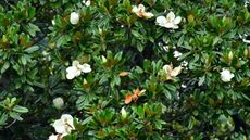 Green leaves and white flowers of a Magnolia grandiflora or Southern magnolia