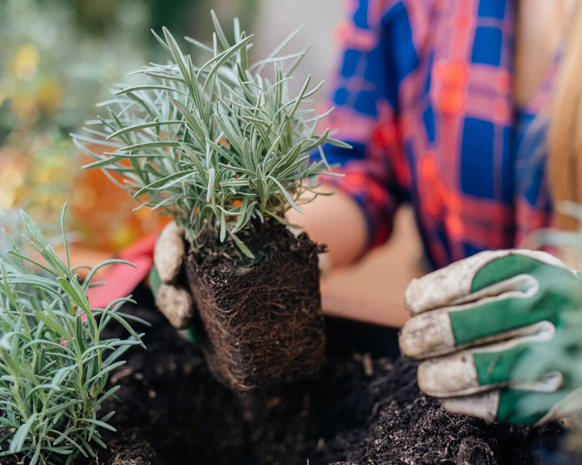 Woman planting lavender