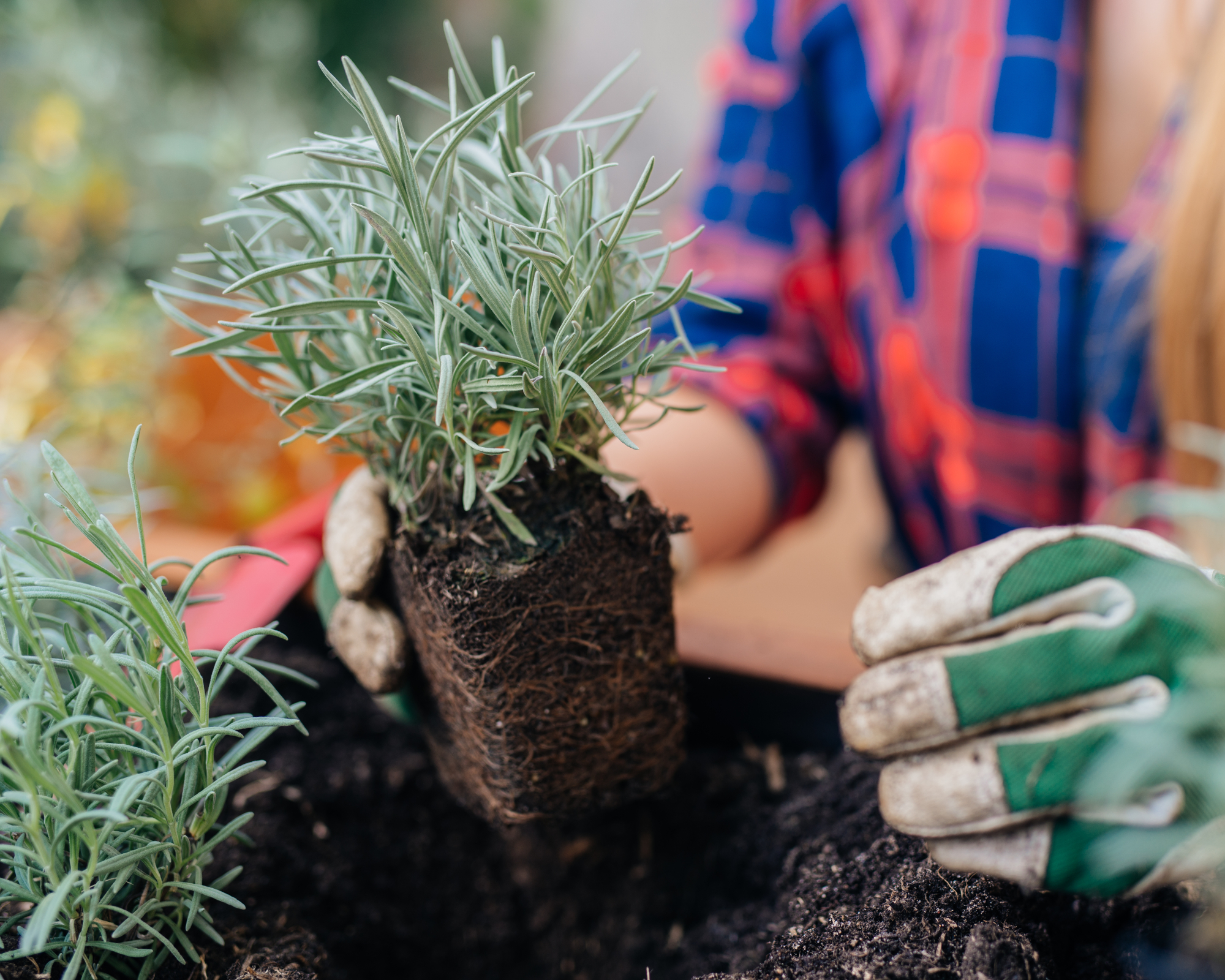Woman planting lavender