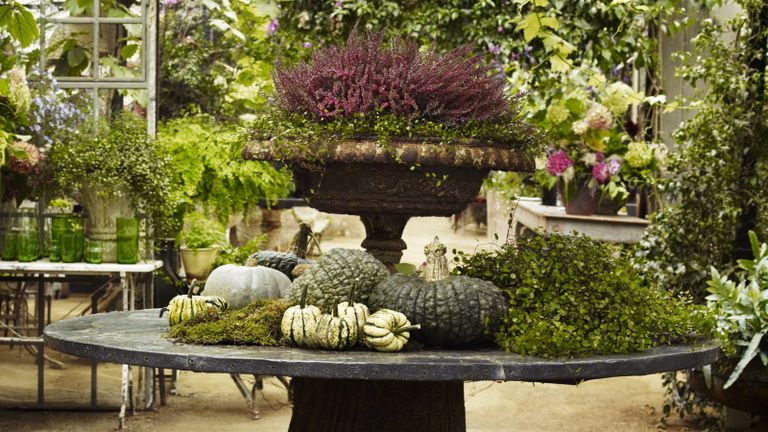 Fall planter ideas with gourds surrounding urn filled with heather