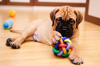 10 Toys to Track, Train, and Treat Your Pets