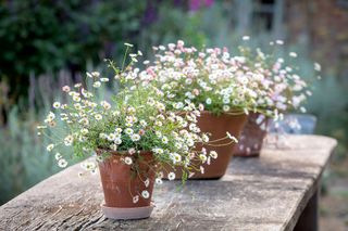 Cottage backyard ideas - grow from seed