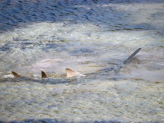 A sawfish in the distance in shallow water.