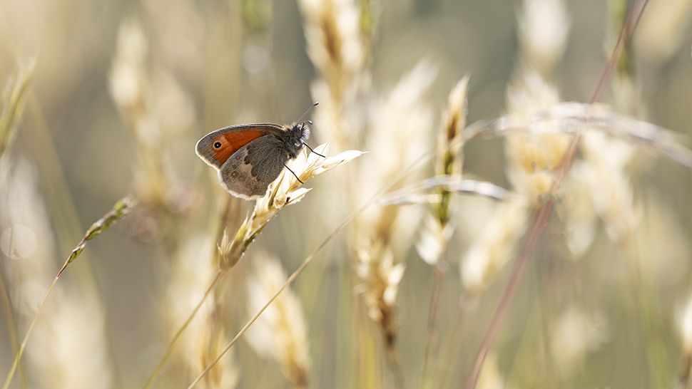 Insect macro photography by Nigel A Ball