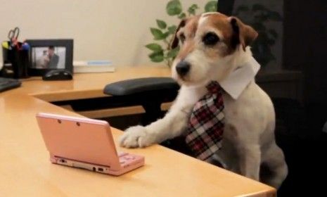 Uggie trains for his new job as spokesdog for Nintendo.