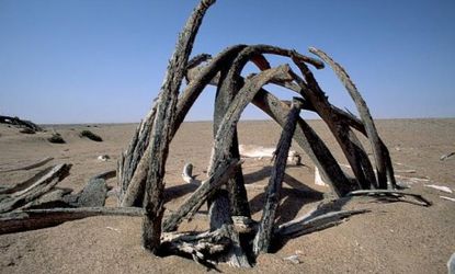 Whale bones buried in the Namibian sand: A whale graveyard was recently found in Chile, with some fossils as big as a bus.