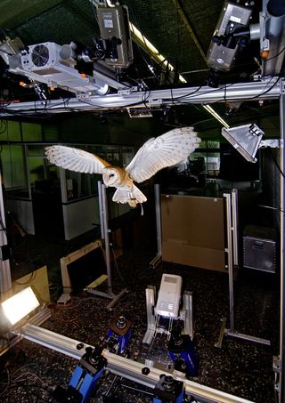 Barn Owl Flight