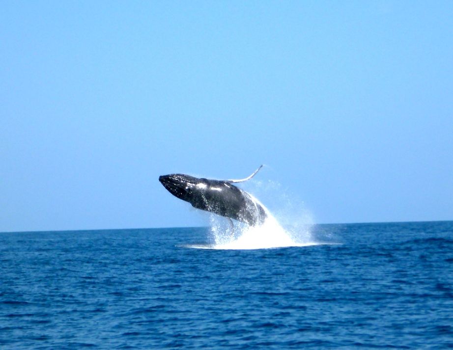 A humpback whale breaching.