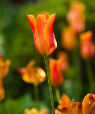 Tulipa ‘Ballerina’