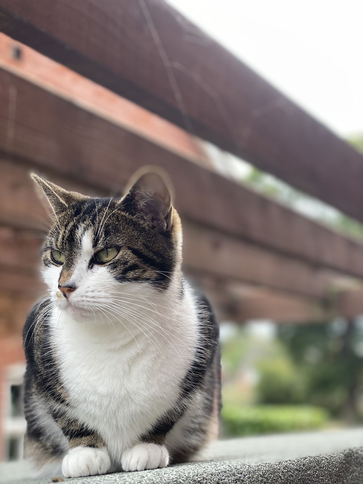 iPhone 11 camera