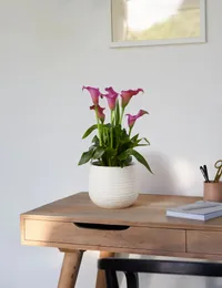 Calla Lily Plant - £25.00 | Marks and Spencer