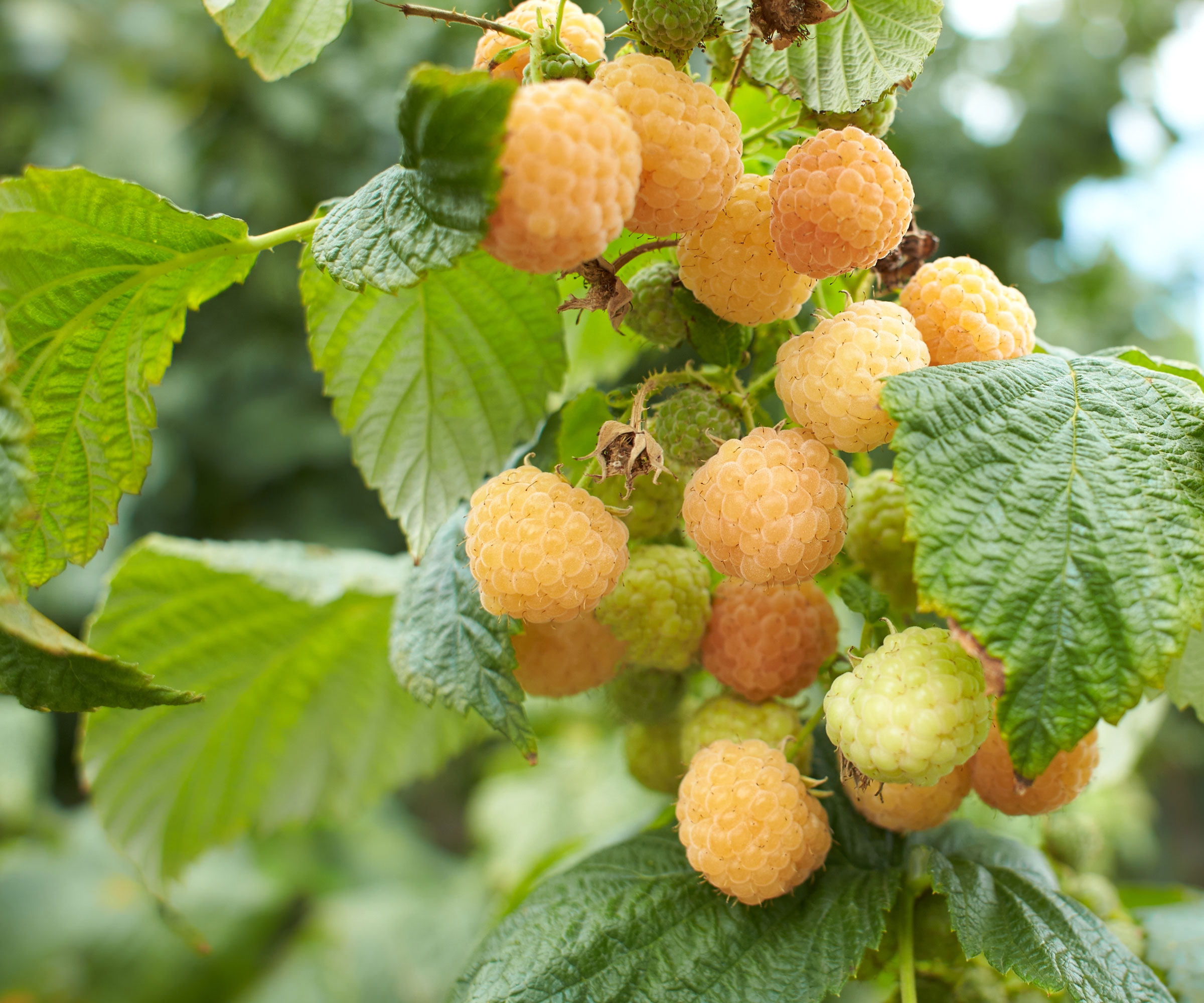 raspberry plants with gold fruits