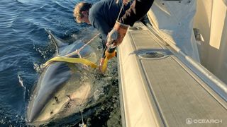 a photo of a man pulling a great white shark into a boat