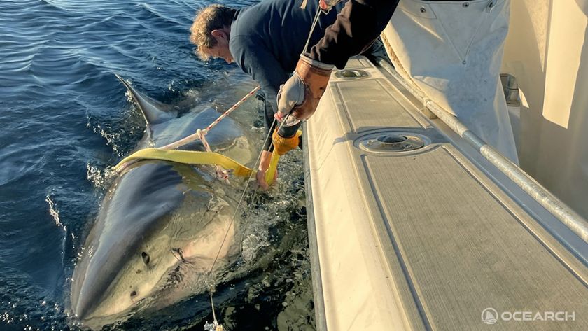 a photo of a man pulling a great white shark into a boat