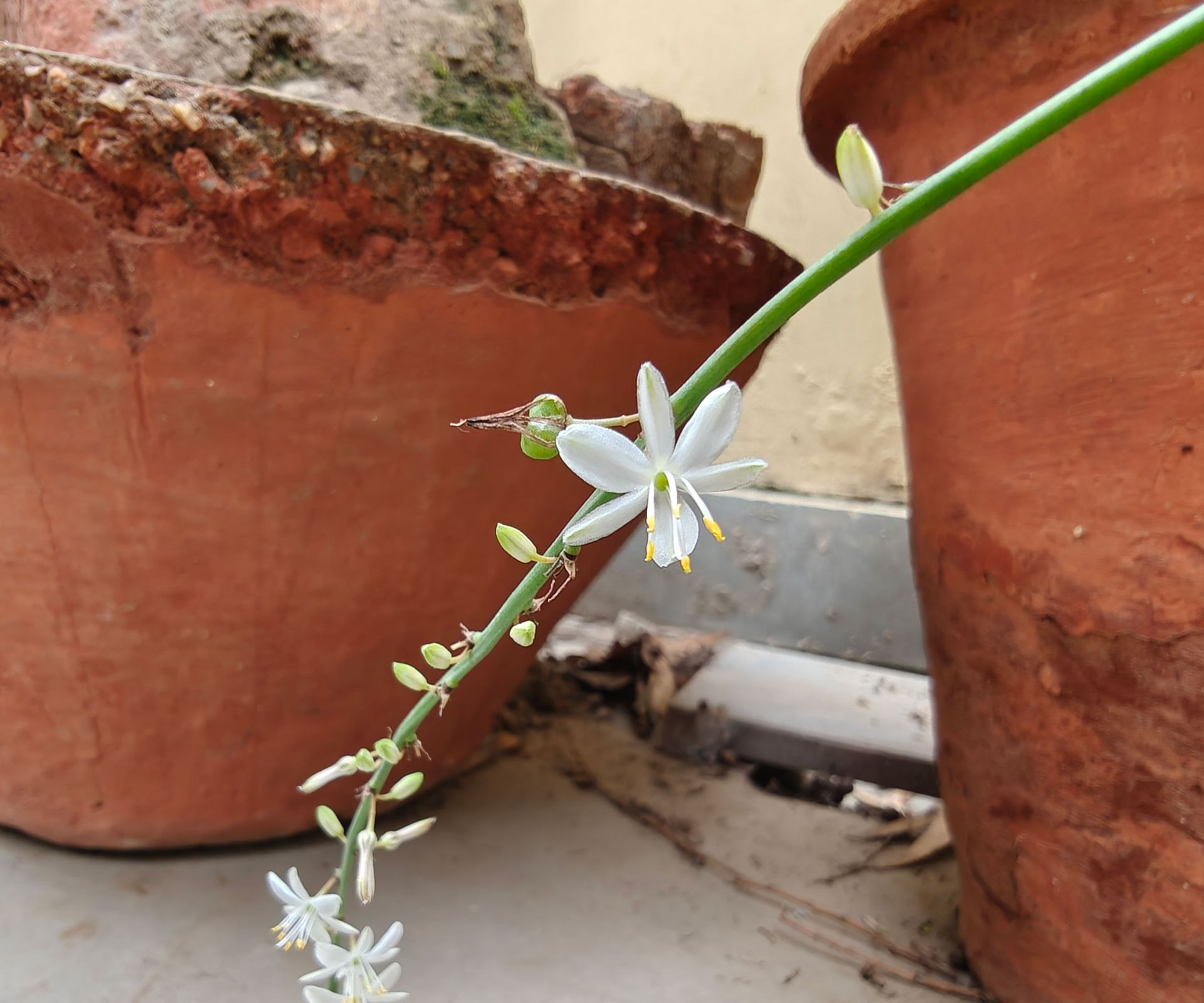 spider plant in terracotta pot with white flowers