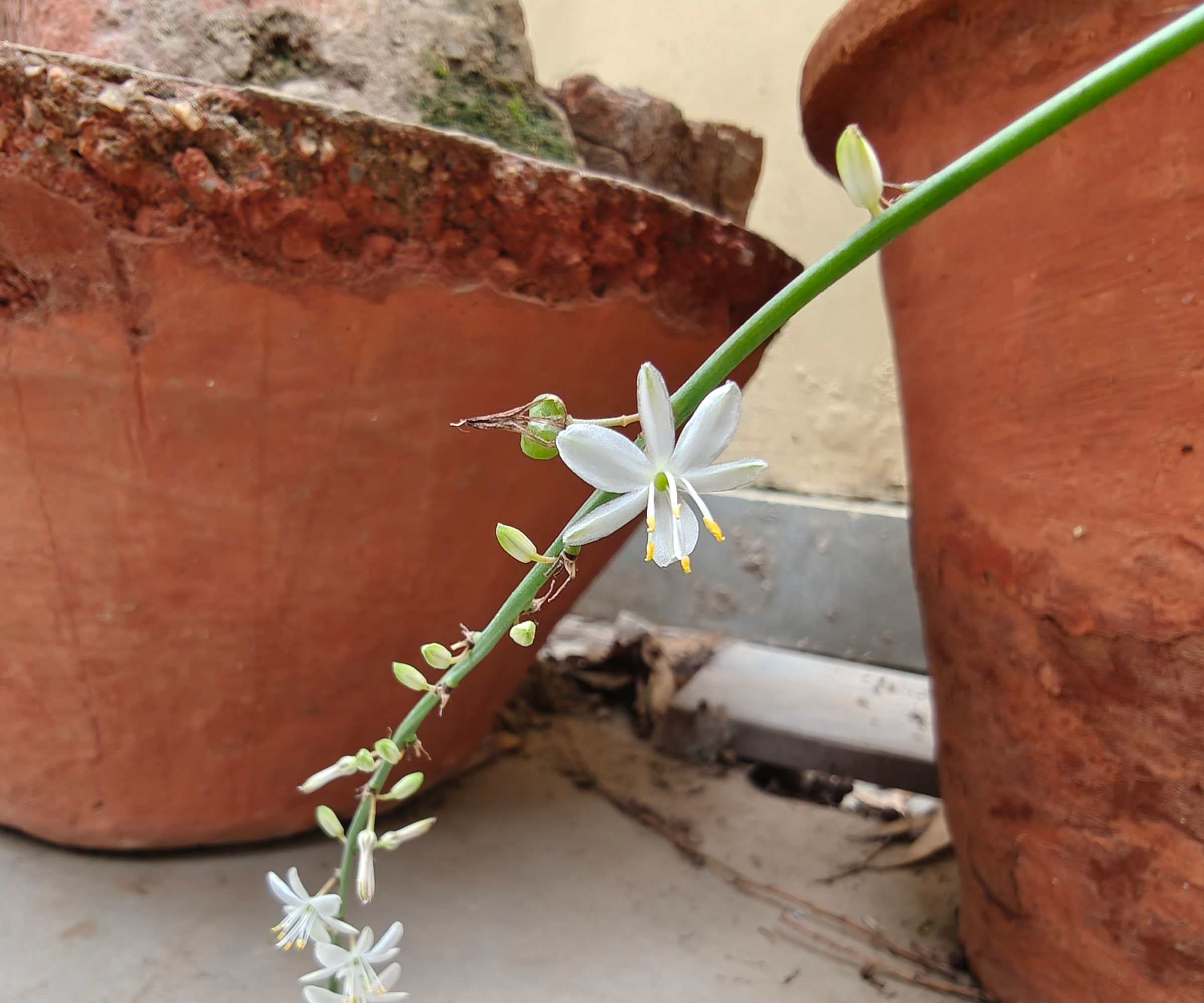 spider plant in terracotta pot with white flowers