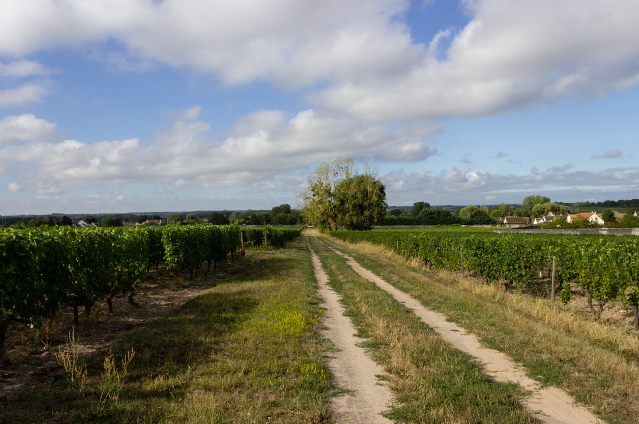 Clos de Mosny