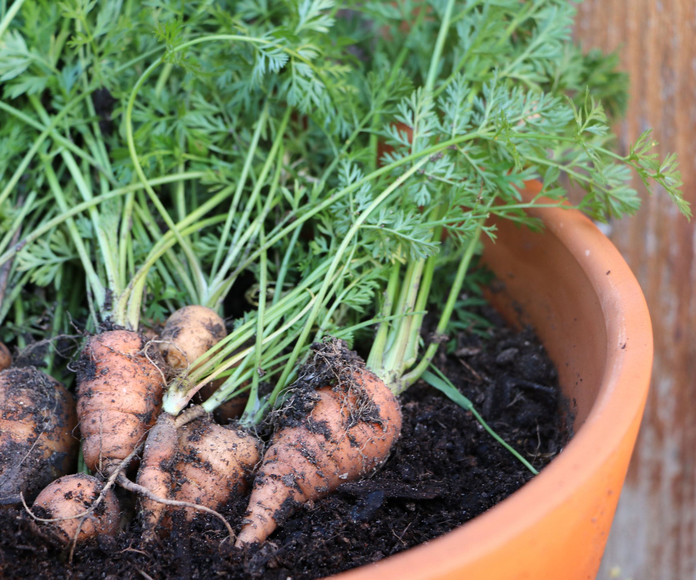 small carrots in large terracotta container