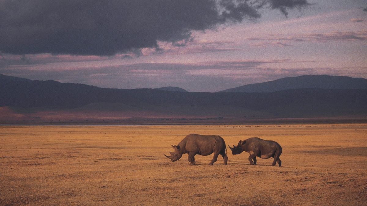 world-wide-wildlife-how-tech-is-being-used-to-save-our-animals-techradar