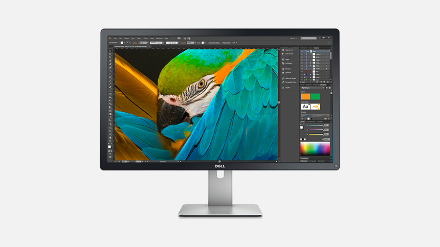 Dell UltraSharp UP3216Q showing a photo of a parrot being edited