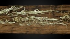 crocodile mummy and babies