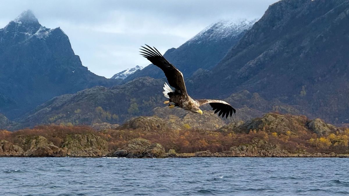 sea eagle with two meter wingspan flying over water with snowcapped mountains behind.