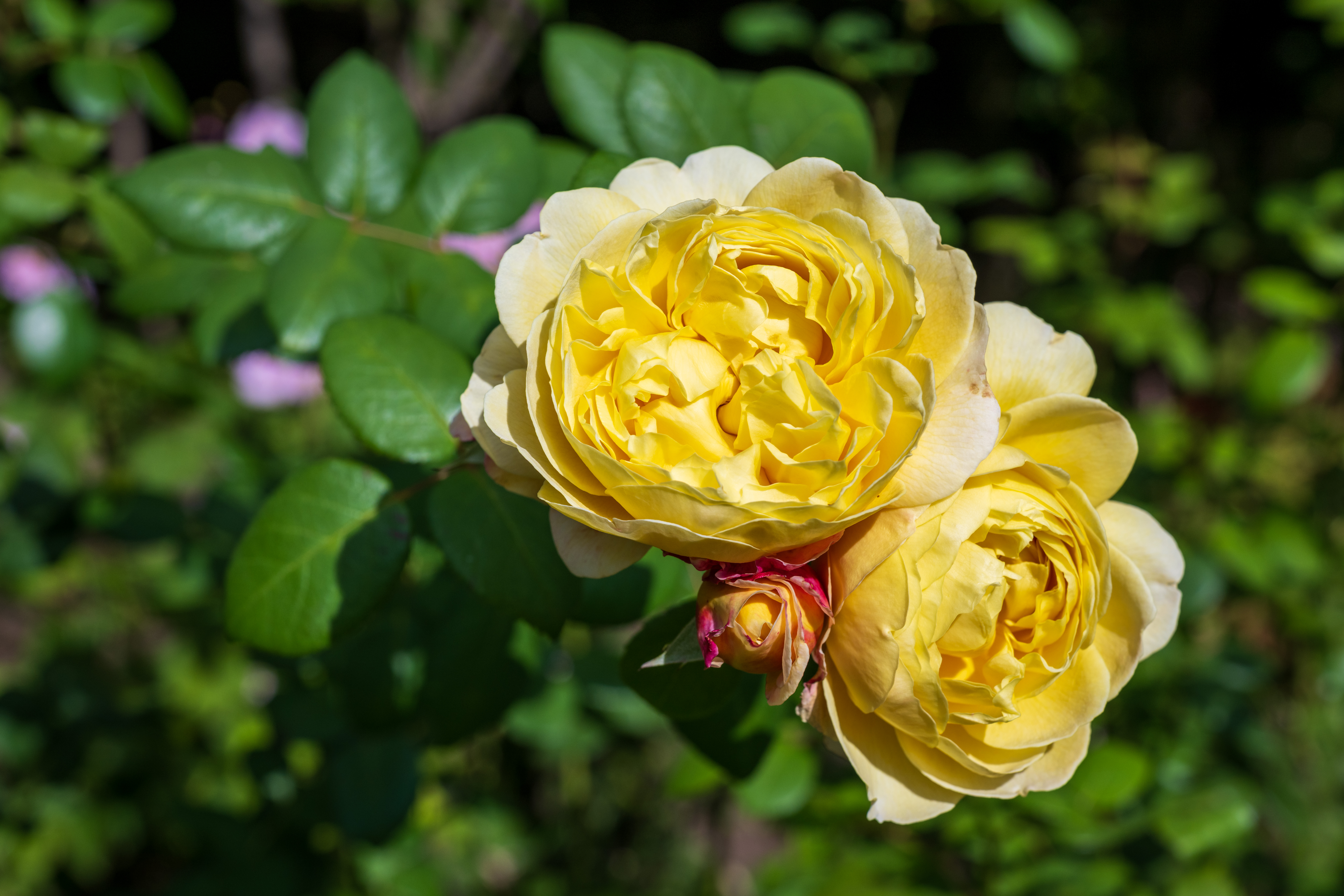 Nikon Z 24‑70mm f/2.8 S II example shot