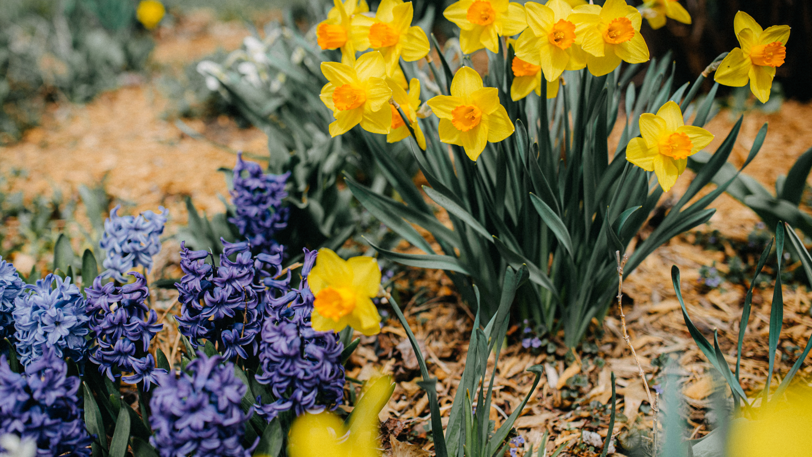 A flowebed of daffodils and hyacinths that have been mulched with bark.